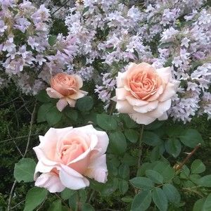 Meet your Posher, Christy